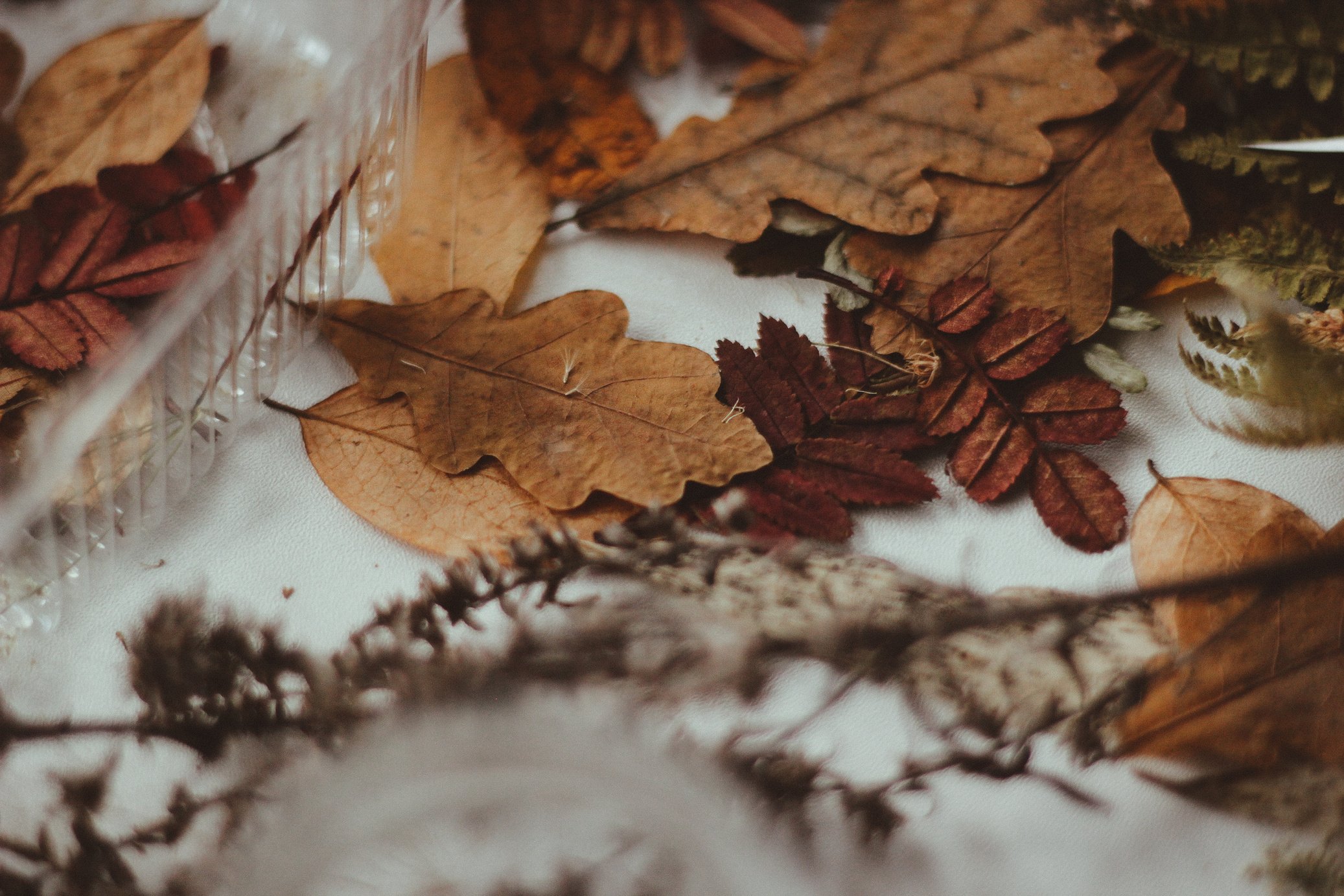 Withered Leaves on White Surface